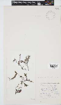 Phloiocaulon suhrii image