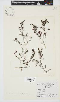 Phloiocaulon suhrii image