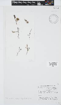 Phloiocaulon suhrii image