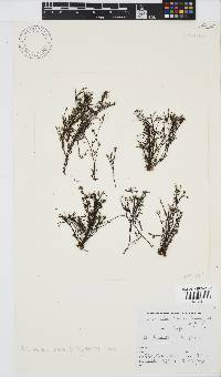 Phloiocaulon suhrii image