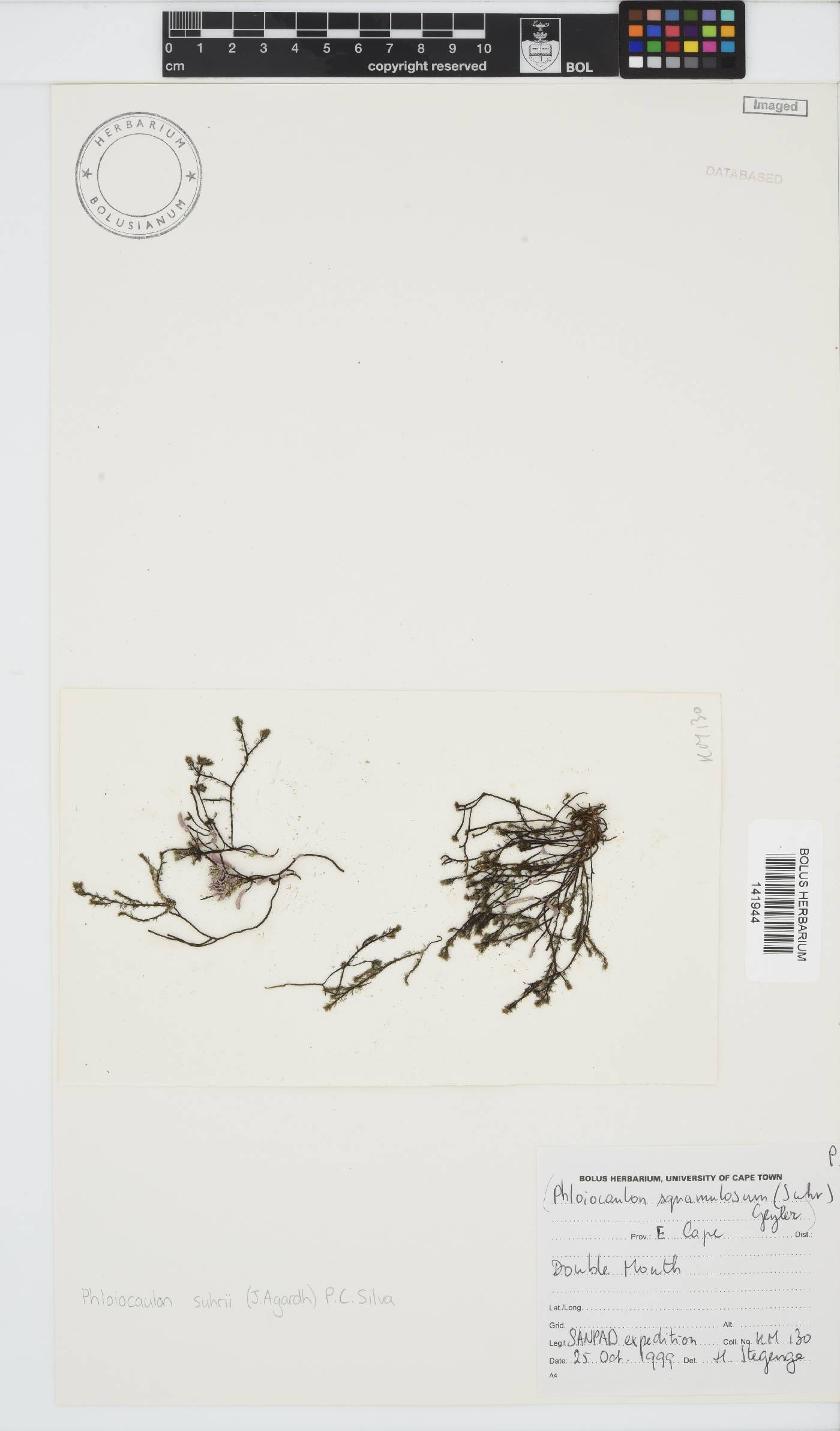 Phloiocaulon image