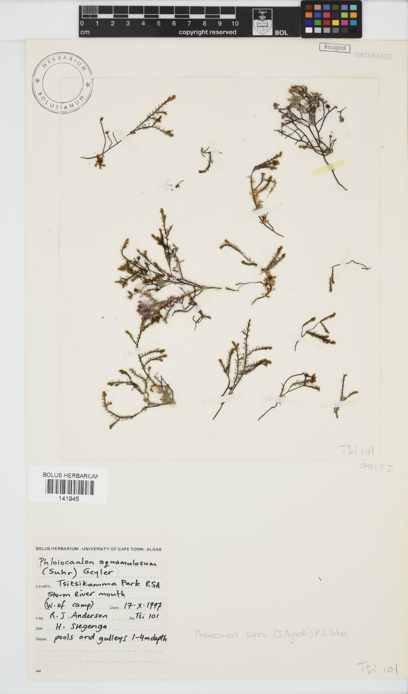 Stypocaulaceae image