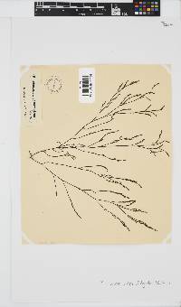 Phloiocaulon suhrii image