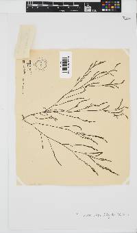 Phloiocaulon suhrii image
