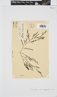 Phloiocaulon suhrii image
