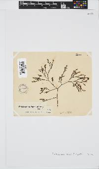 Phloiocaulon suhrii image