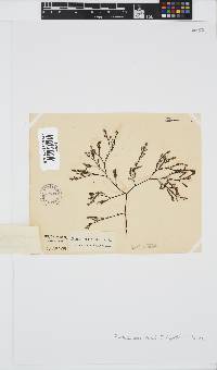 Phloiocaulon suhrii image