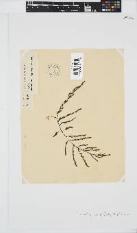 Phloiocaulon suhrii image