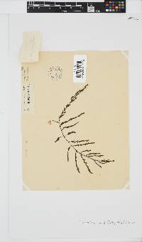 Phloiocaulon suhrii image