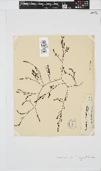Phloiocaulon suhrii image