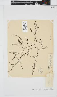 Phloiocaulon suhrii image