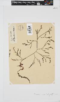 Phloiocaulon suhrii image