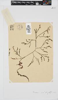Phloiocaulon suhrii image