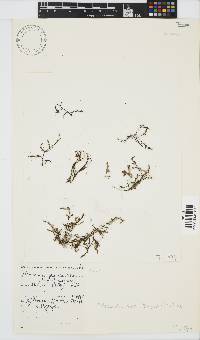 Phloiocaulon suhrii image