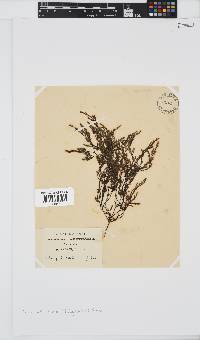 Phloiocaulon suhrii image