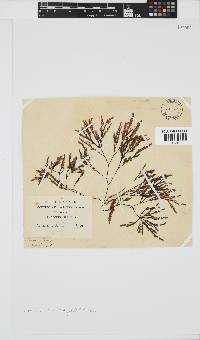 Phloiocaulon suhrii image