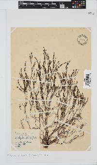 Phloiocaulon suhrii image