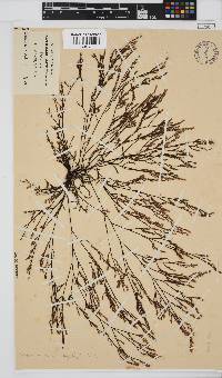 Phloiocaulon suhrii image