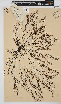Phloiocaulon suhrii image