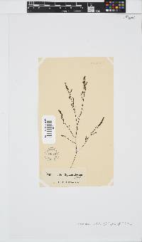 Phloiocaulon suhrii image