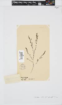 Phloiocaulon suhrii image
