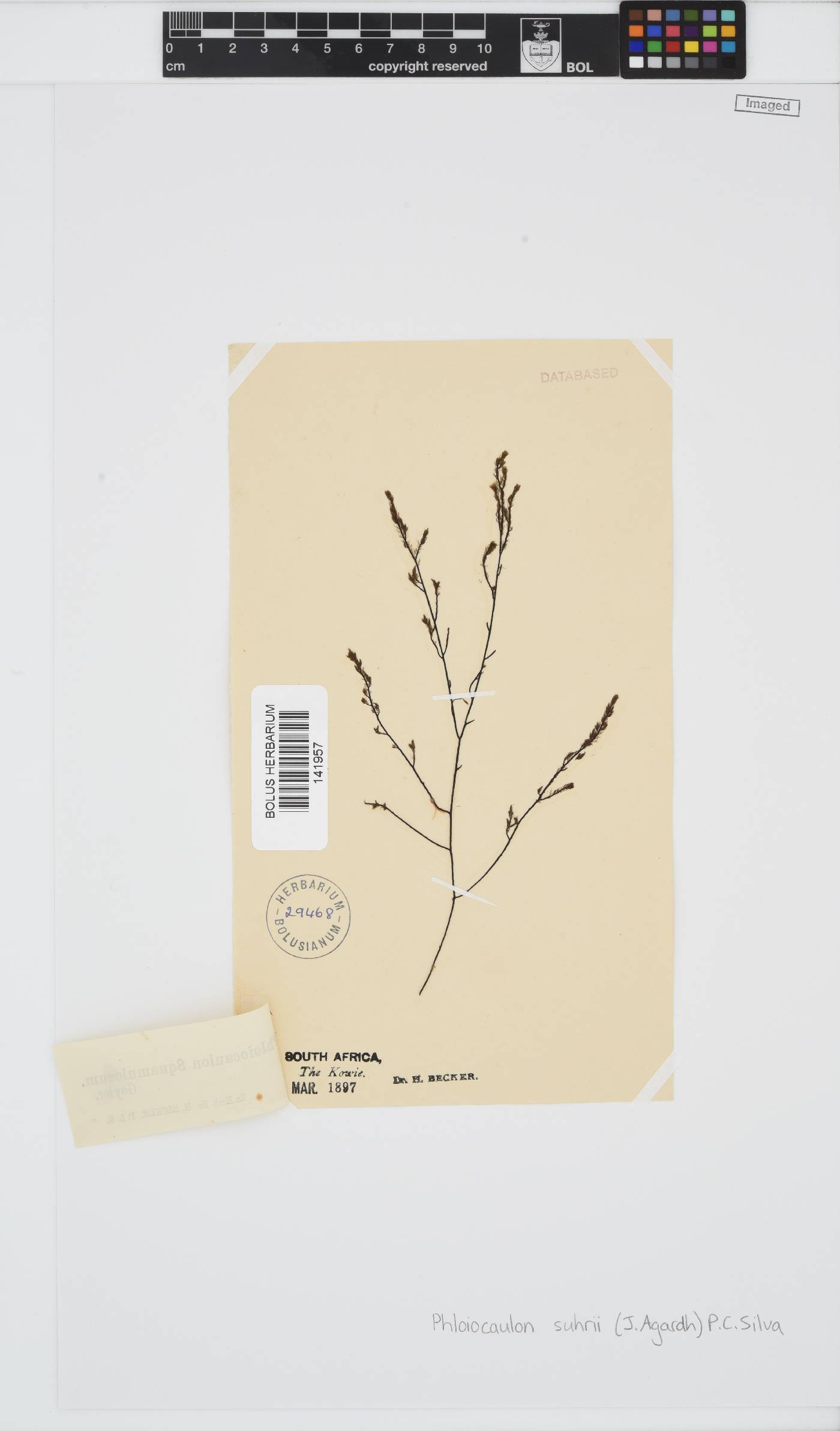 Phloiocaulon suhrii image