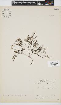 Phloiocaulon suhrii image