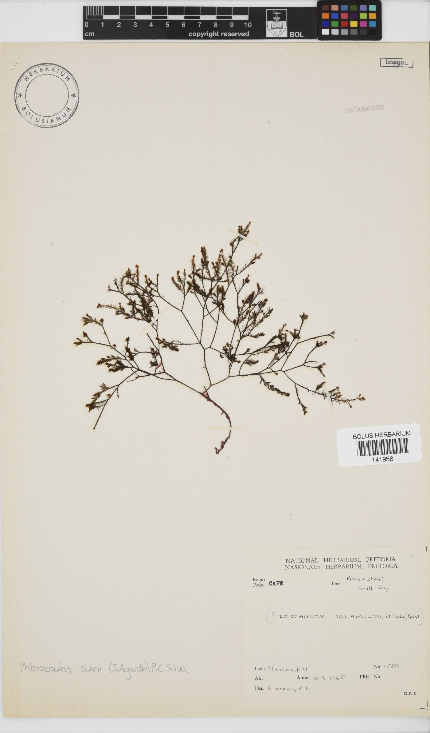 Phloiocaulon suhrii image
