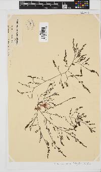 Phloiocaulon suhrii image