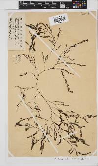 Phloiocaulon suhrii image