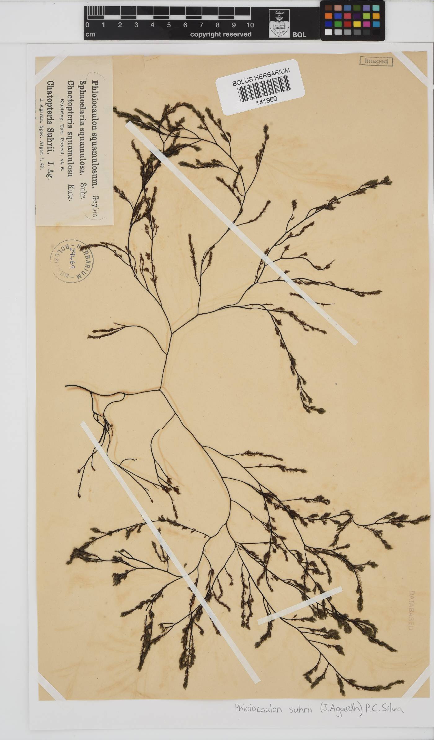 Phloiocaulon suhrii image