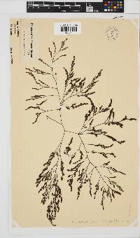 Phloiocaulon suhrii image