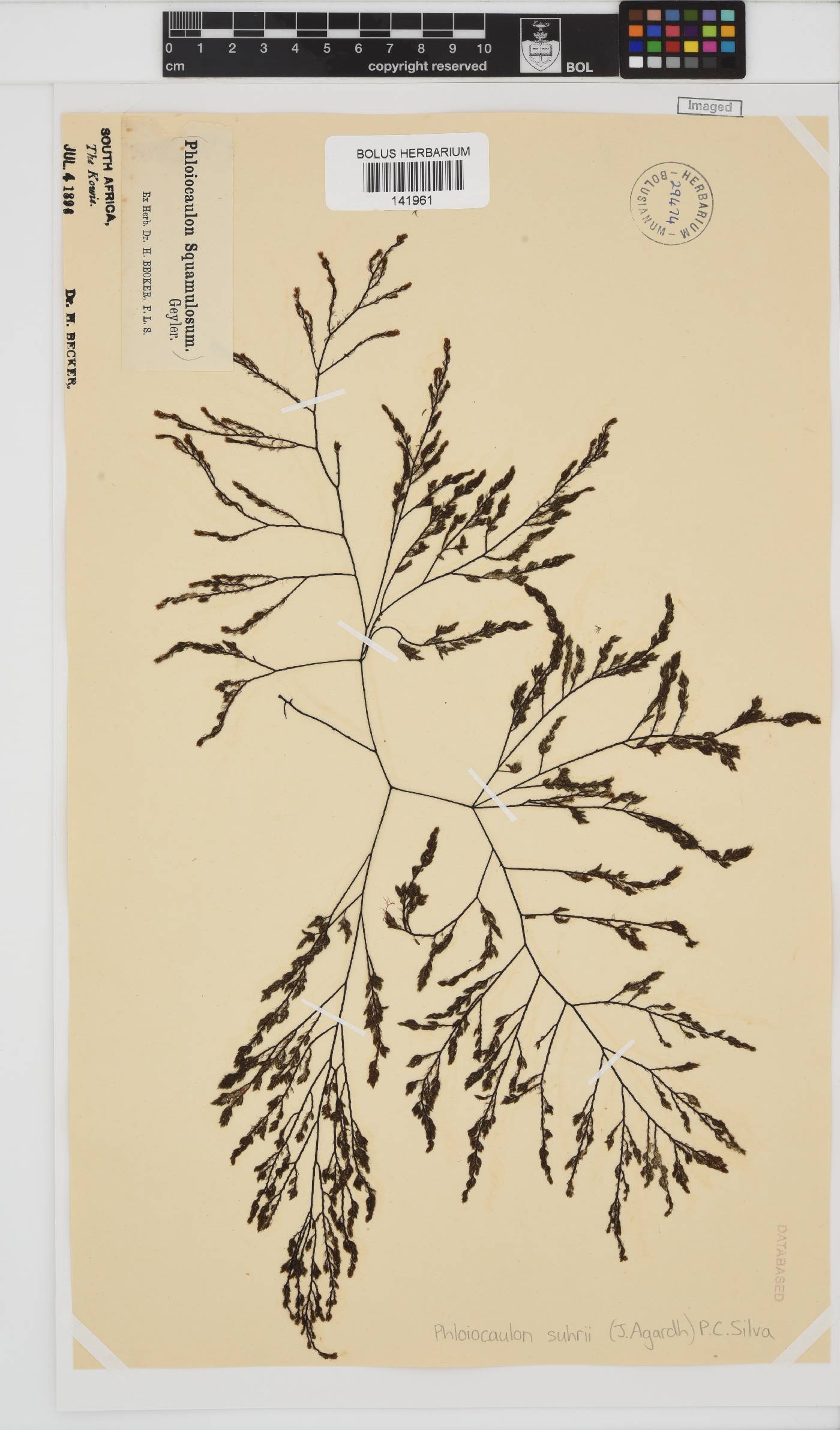 Phloiocaulon suhrii image