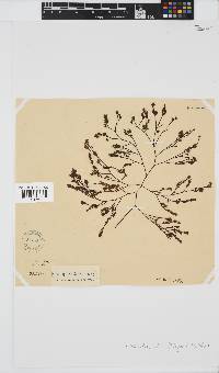 Phloiocaulon suhrii image
