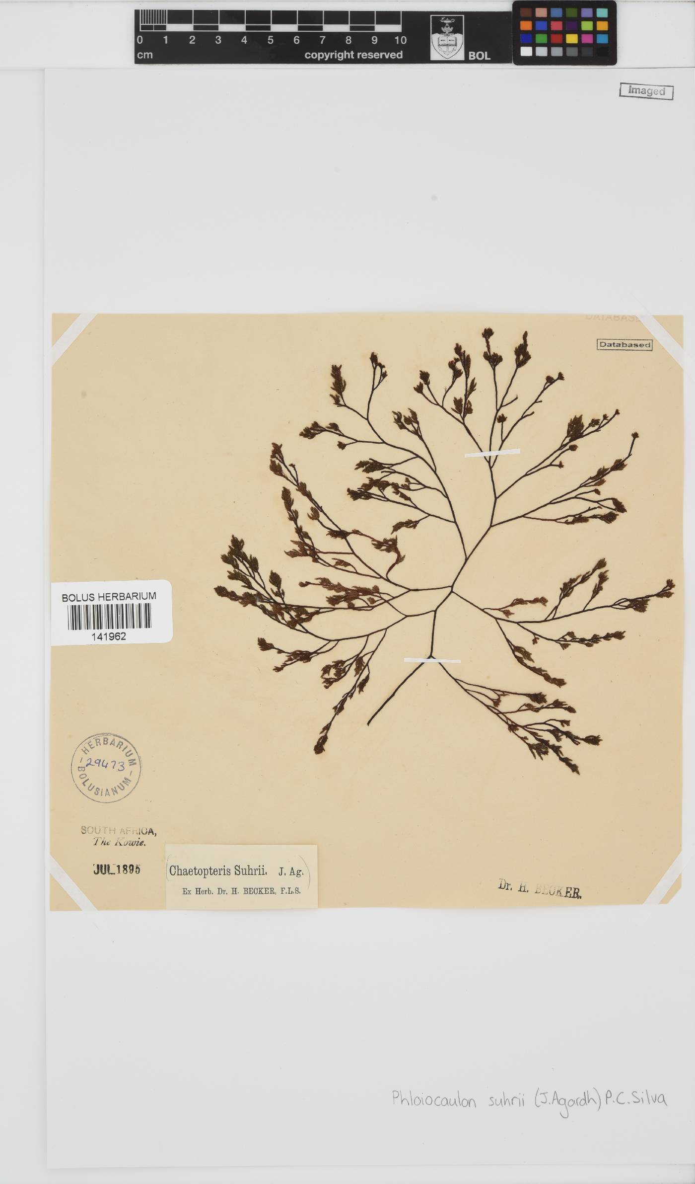 Phloiocaulon image