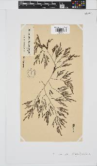 Phloiocaulon suhrii image