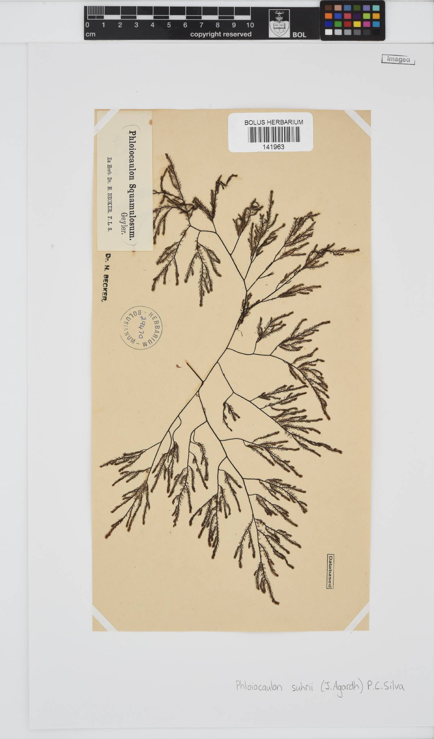 Phloiocaulon image