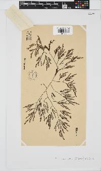 Phloiocaulon suhrii image