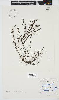 Phloiocaulon suhrii image
