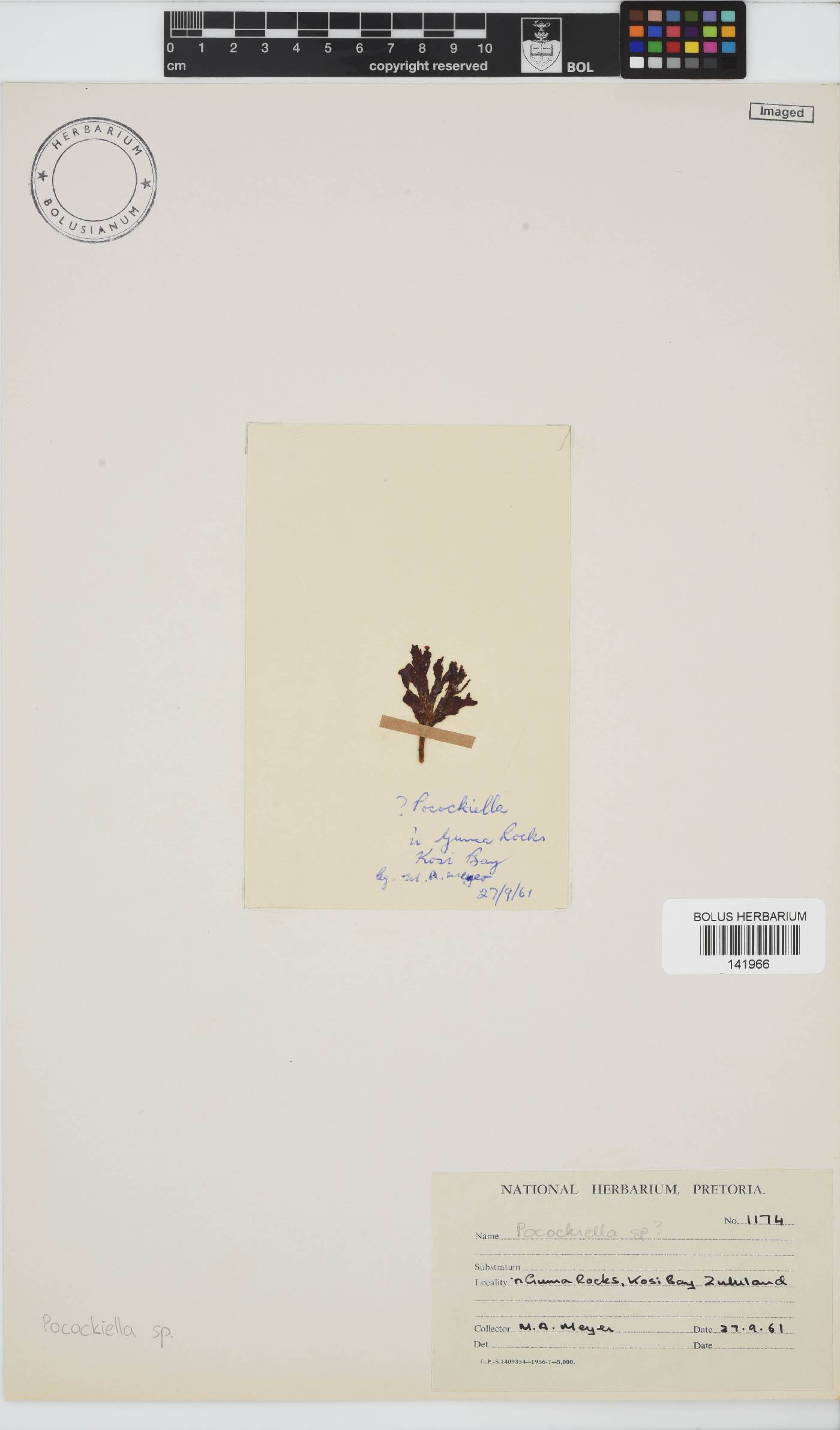 Pocockiella image