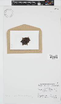 Pseudoralfsia verrucosa image