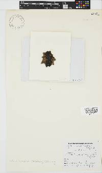 Pseudoralfsia verrucosa image