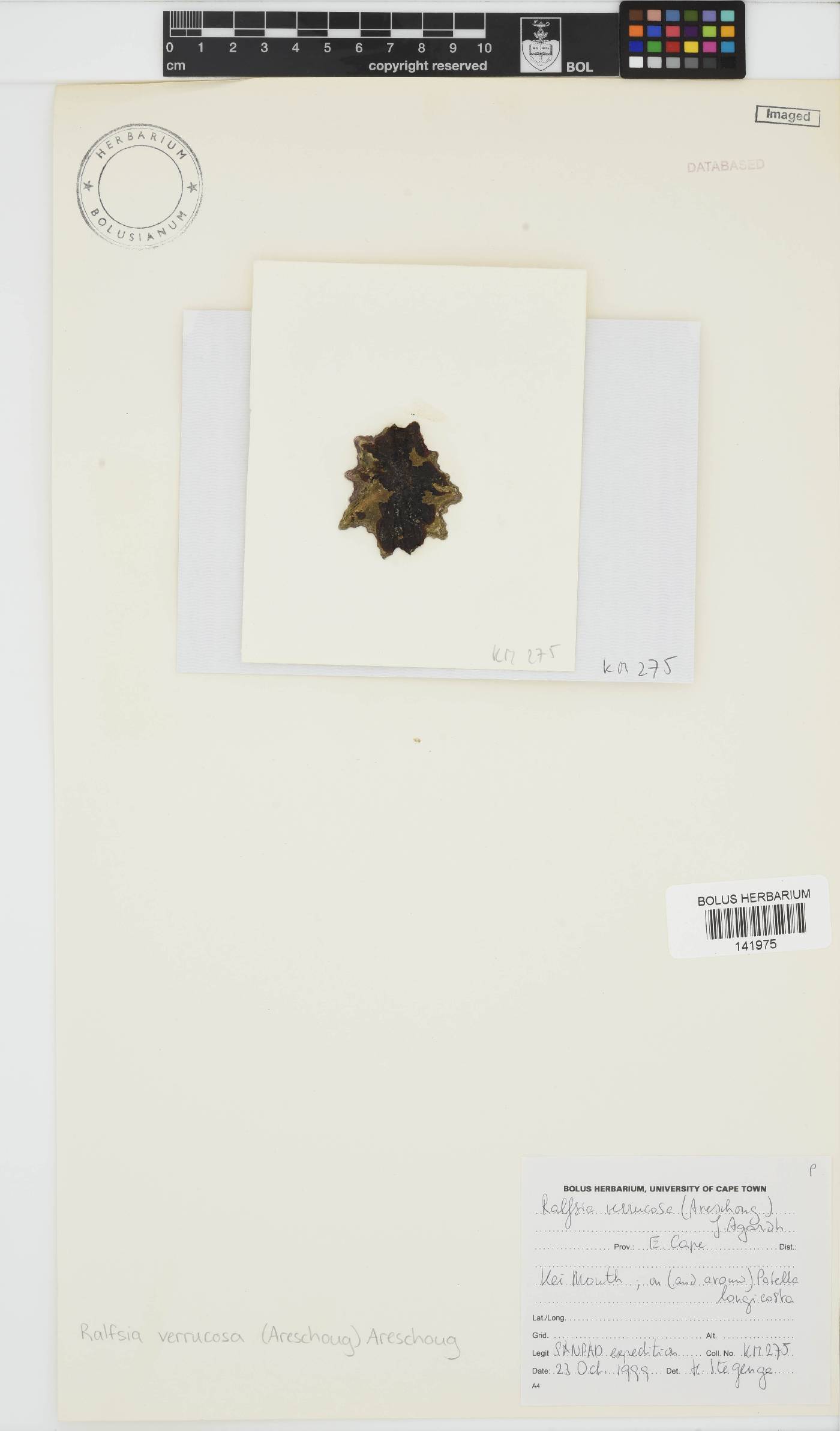 Pseudoralfsiaceae image