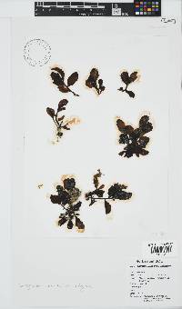 Sargassum aquifolium image