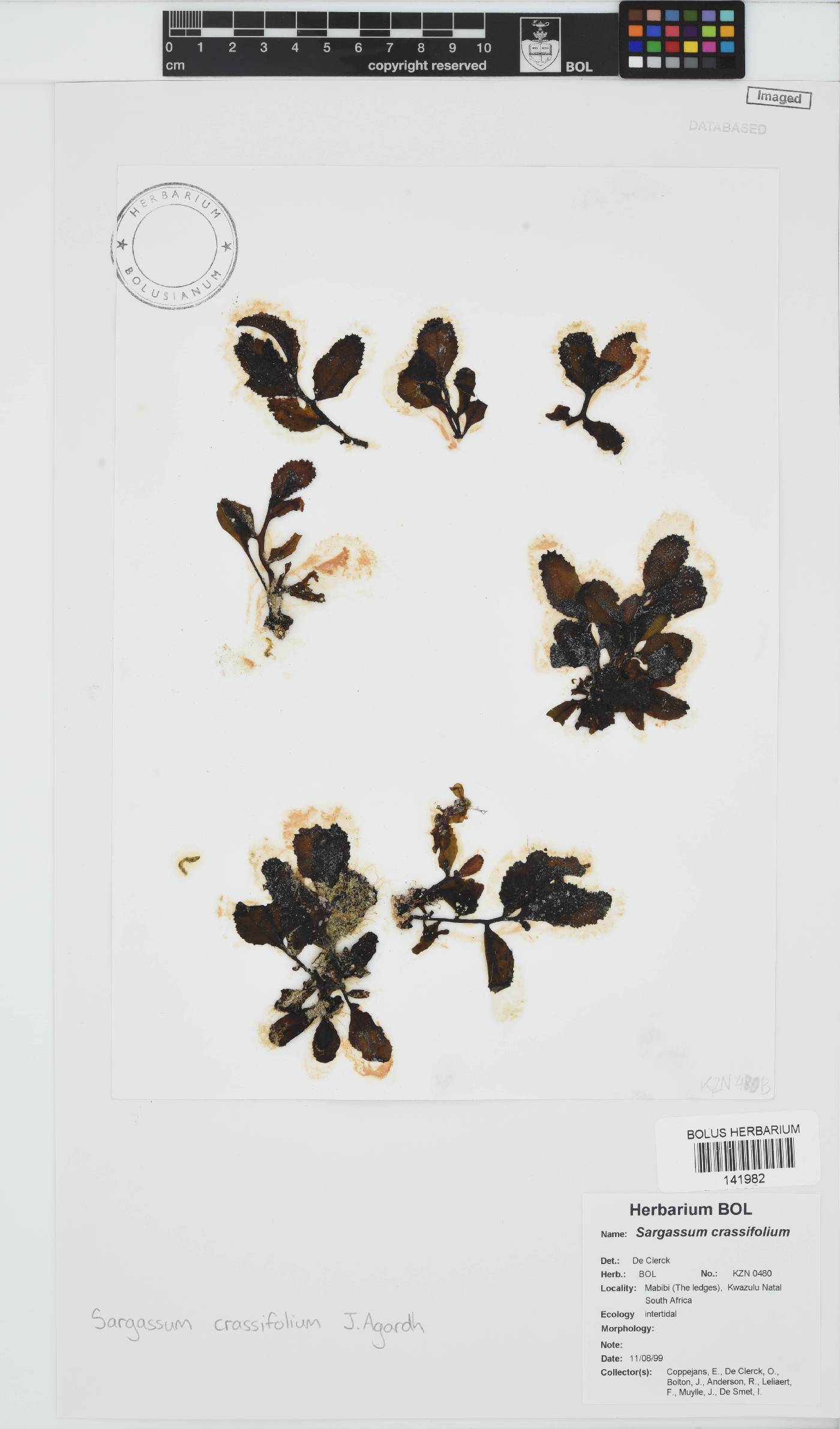 Sargassum aquifolium image