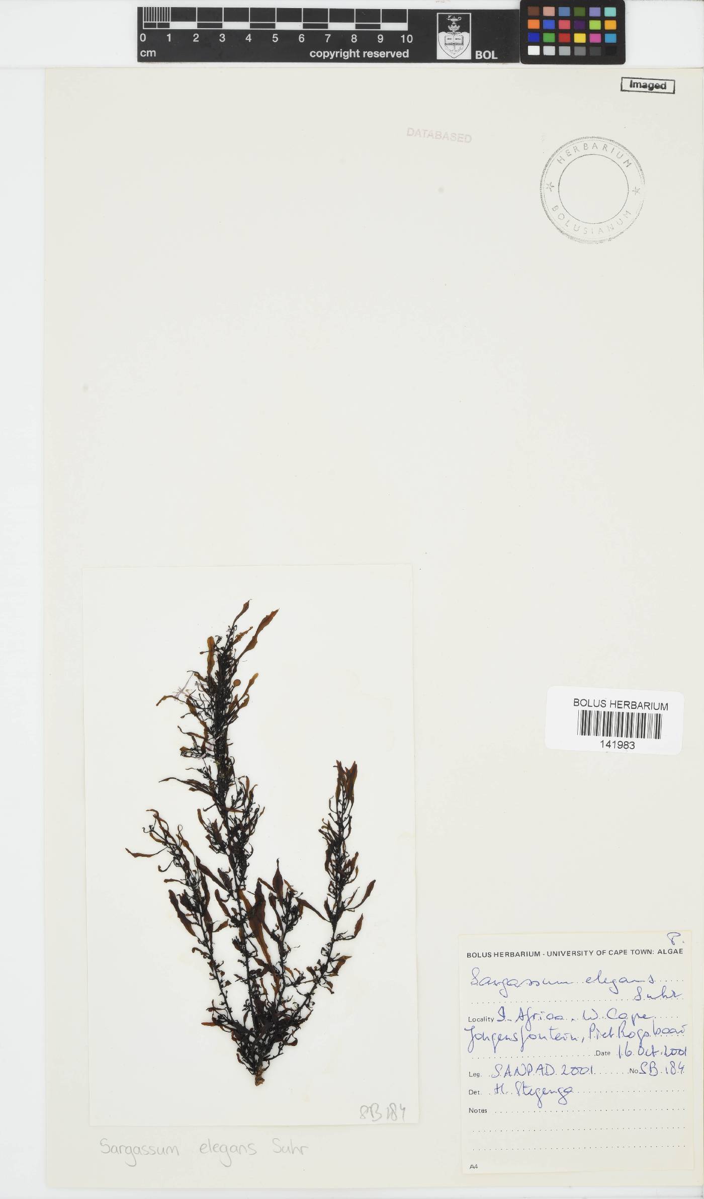 Sargassum elegans image