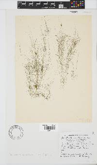Image of Acrochaetium secundatum