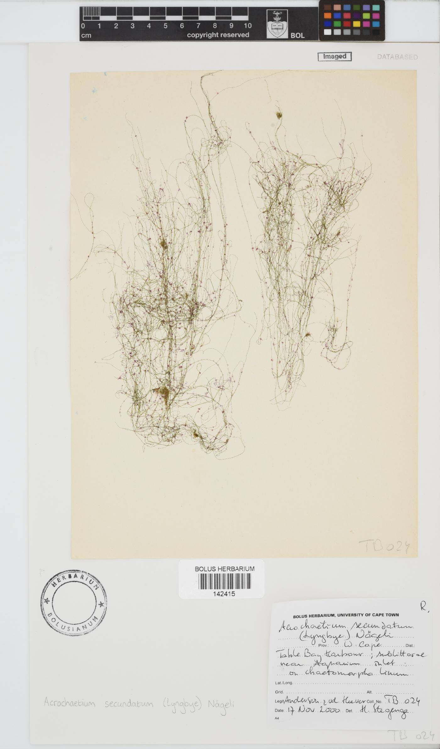 Acrochaetium secundatum image