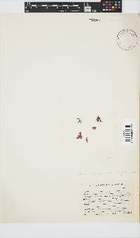 Image of Acrosorium acrospermum