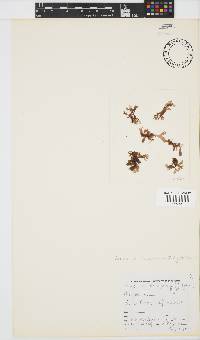Acrosorium acrospermum image